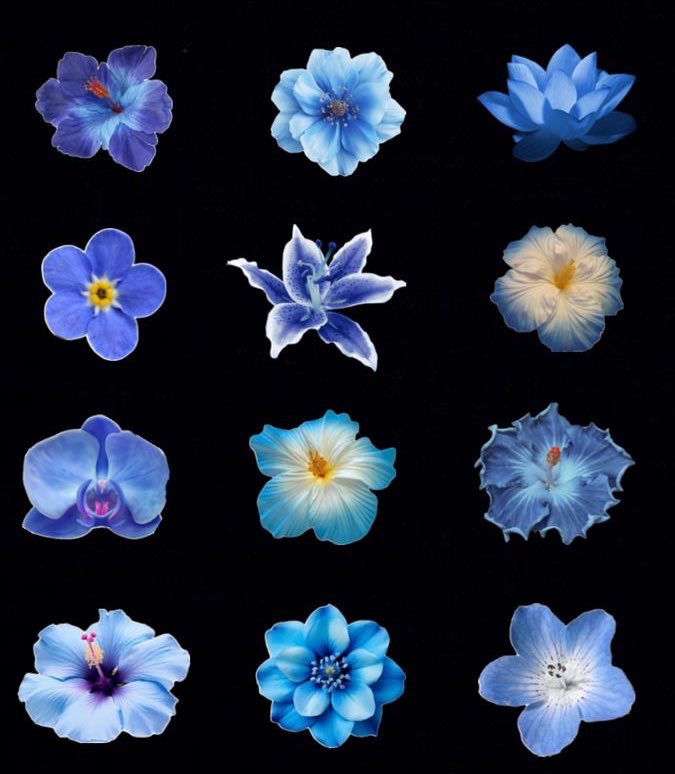 La fleur bleue&nbsp;🥀